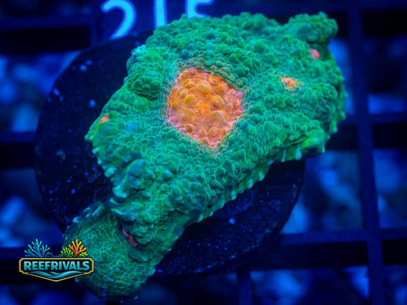 WWC Space Invader Chalice coral image from ReefRivals, listed as Echinophyllia sp. and Chalices