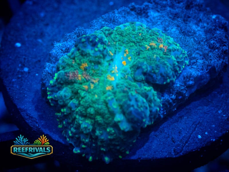 WWC Citrus Grove Rhodactis Mushroom coral image from ReefRivals, listed as Rhodactis spp. and Mushrooms