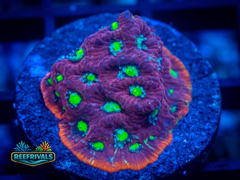 JF SEctor 001 Favites coral image from ReefRivals, listed as Favites sp. and Favias