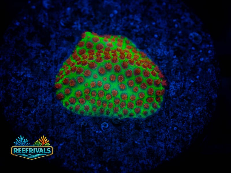 WWC Grinchy Porites coral image from ReefRivals, listed as Porites sp. and SPS Branching