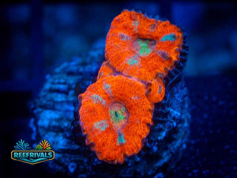 RVL Ruby Red Acan WYSIWYG coral image | ReefRivals RVL Ruby Red Acan coral image from ReefRivals, listed as Micromussa sp. and Acans