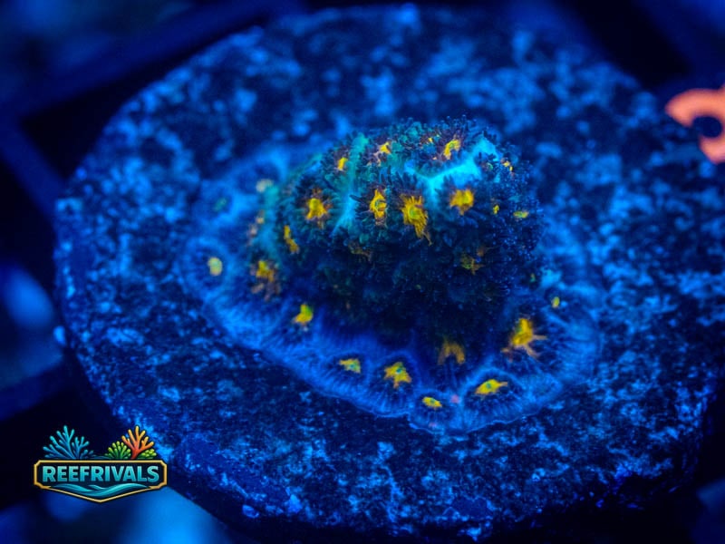 WWC Burning Leptastrea coral image from ReefRivals, listed as Leptastrea sp. and Encrusting