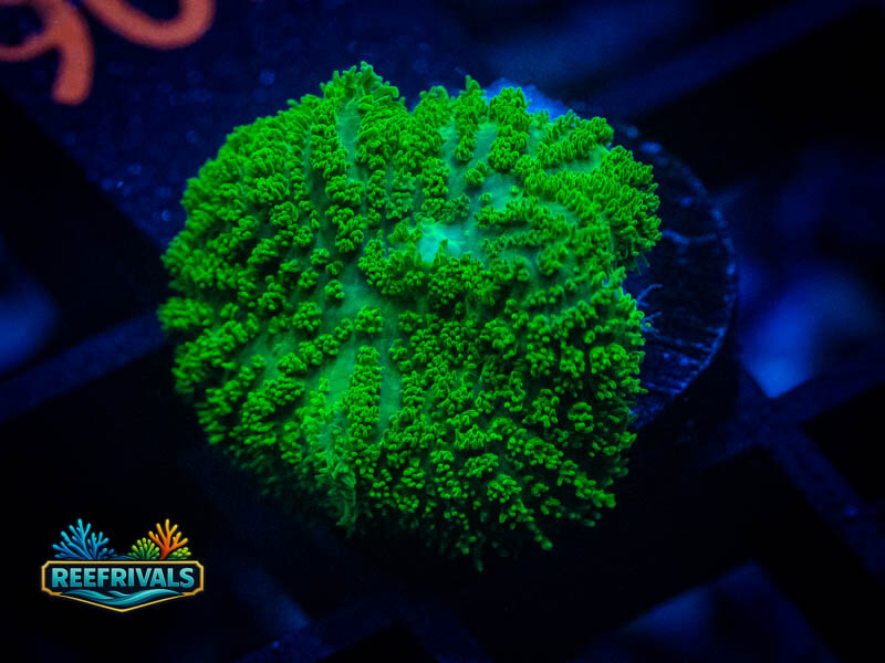 RVL Aussie Neon Green Rhodactis Mushroom coral image from ReefRivals, listed as Rhodactis spp. and Mushrooms