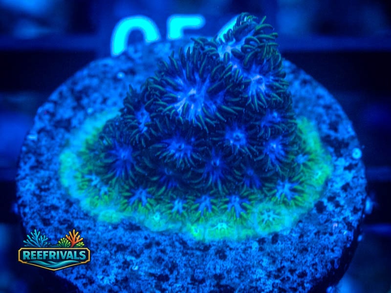 TRG Blueberry Fields Leptastrea coral image from ReefRivals, listed as Leptastrea sp. and Encrusting