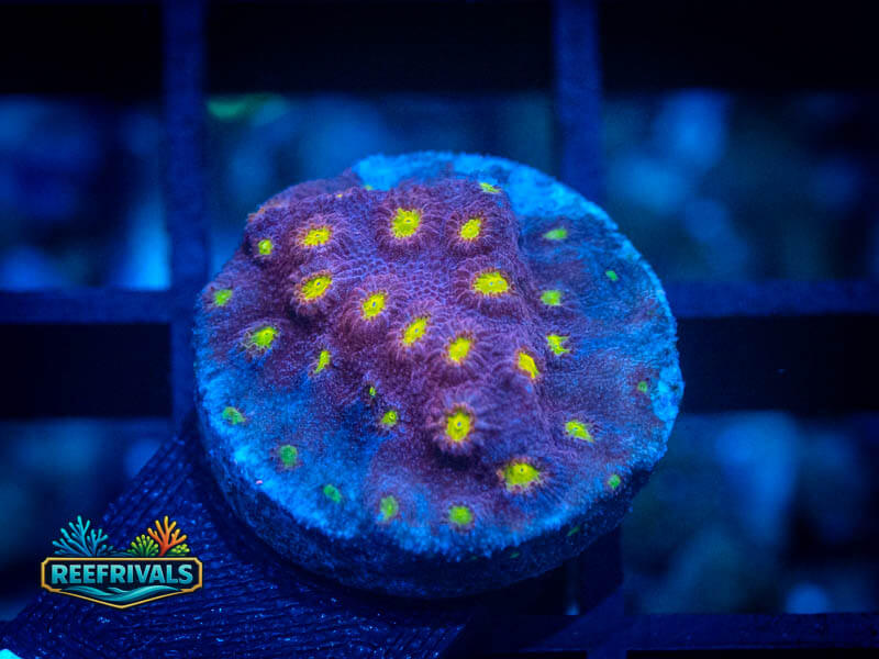 CB Bling Bling Cyphastrea coral image from ReefRivals, listed as Cyphastrea sp. and Encrusting