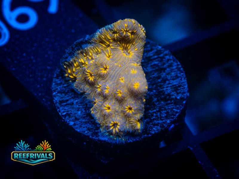 WWC Golden Pavona WYSIWYG coral image | ReefRivals WWC Golden Pavona coral image from ReefRivals, listed as Pavona sp. and SPS Branching