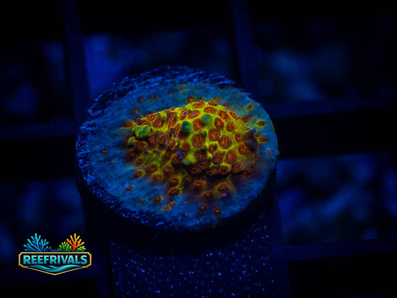 JF Burning Banana Stylo coral image from ReefRivals, listed as Stylocoeniella spp. and LPS Fleshy