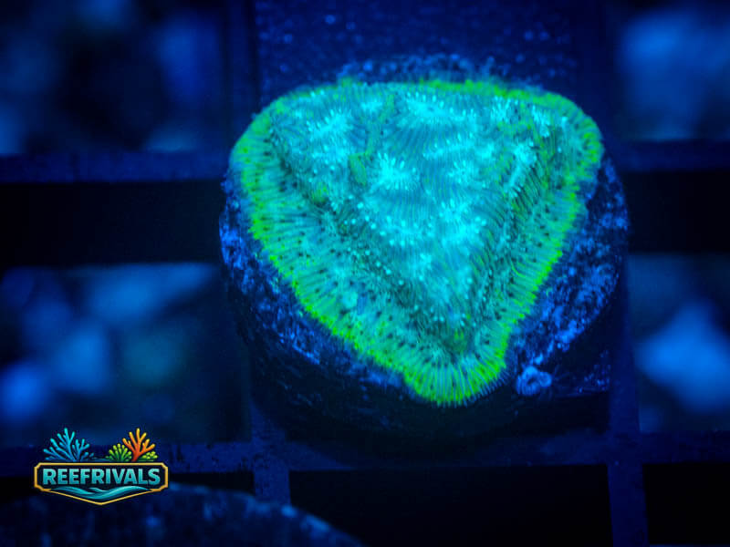 WWC Mr. Freeze Lepto coral image from ReefRivals, listed as Leptoseris sp. and Encrusting