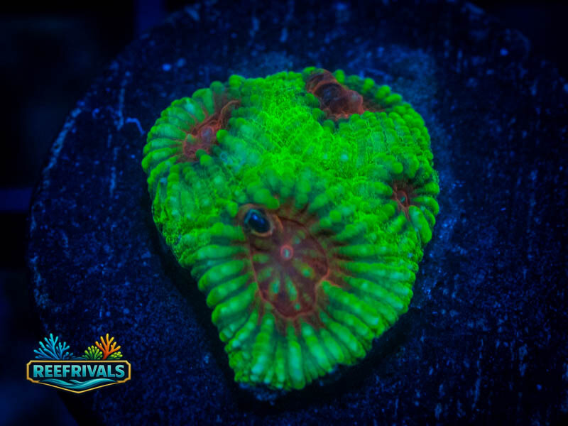 WWC Christmas Favia coral image from ReefRivals, listed as Favia sp. and Favias