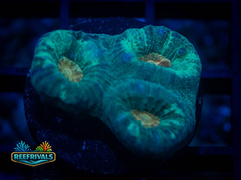 QCC Citrus Core Favia coral image from ReefRivals, listed as Favia sp. and Favias