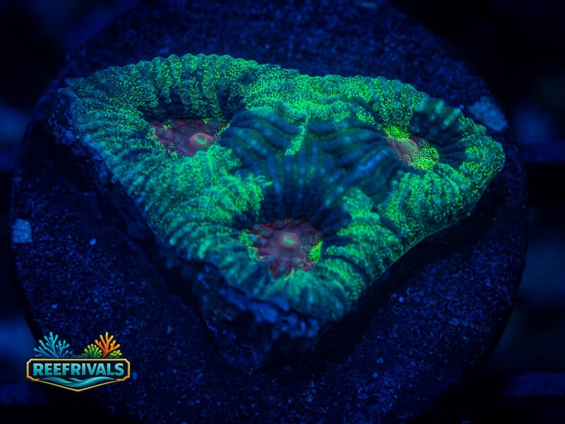 TSA Antivenom Favia coral image from ReefRivals, listed as Favia sp. and Favias