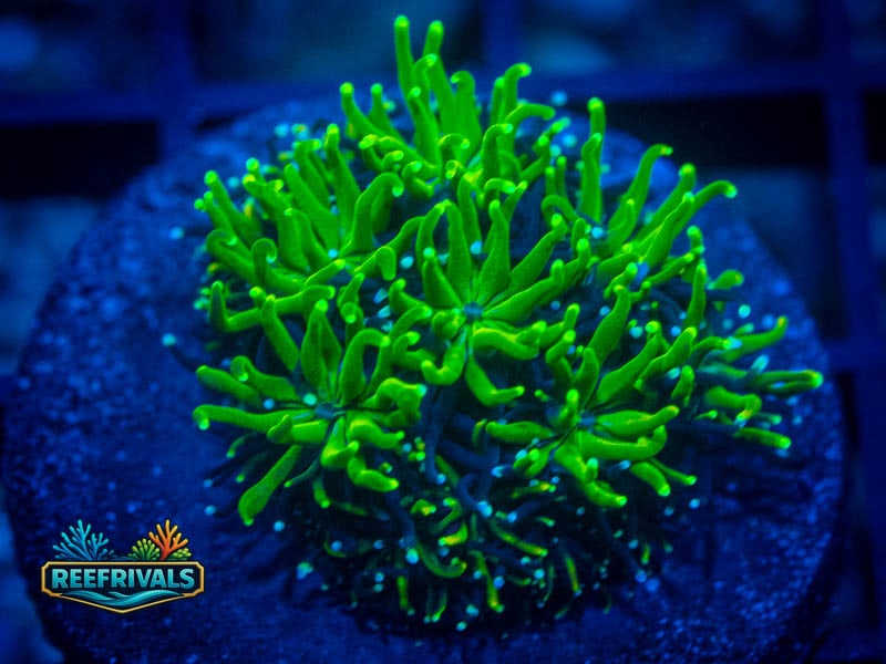ECC Lemonade Galaxea WYSIWYG coral image | ReefRivals ECC Lemonade Galaxea coral image from ReefRivals, listed as Galaxea sp. and SPS Plating