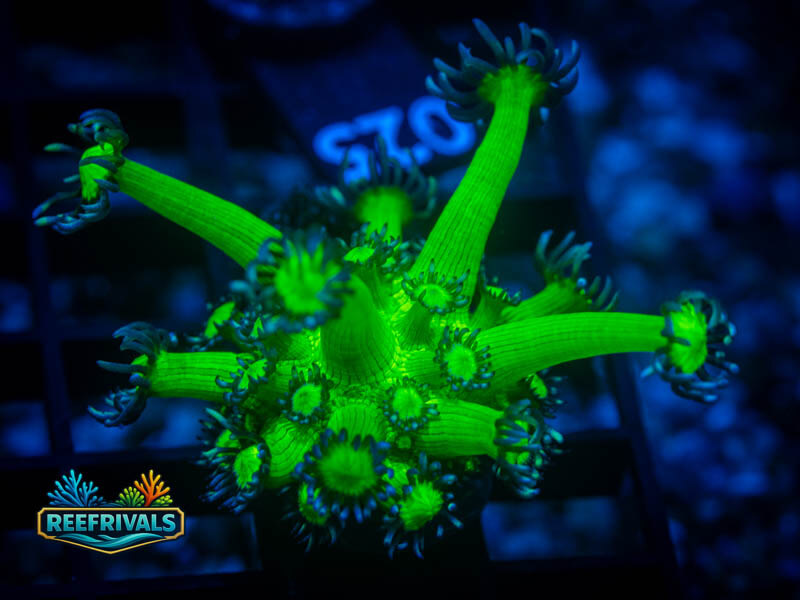 WWC Shadow Flame Goni WYSIWYG coral image | ReefRivals WWC Shadow Flame Goni coral image from ReefRivals, listed as Goniopora sp. and Gonis