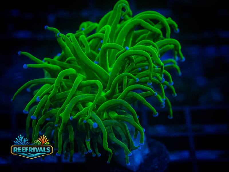 ECC Blue Tip Holy Grail Torch coral image from ReefRivals, listed as Euphyllia glabrescens and Torches