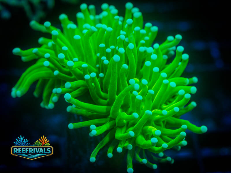 OG Holy Grail Torch coral image from ReefRivals, listed as Euphyllia glabrescens and Torches