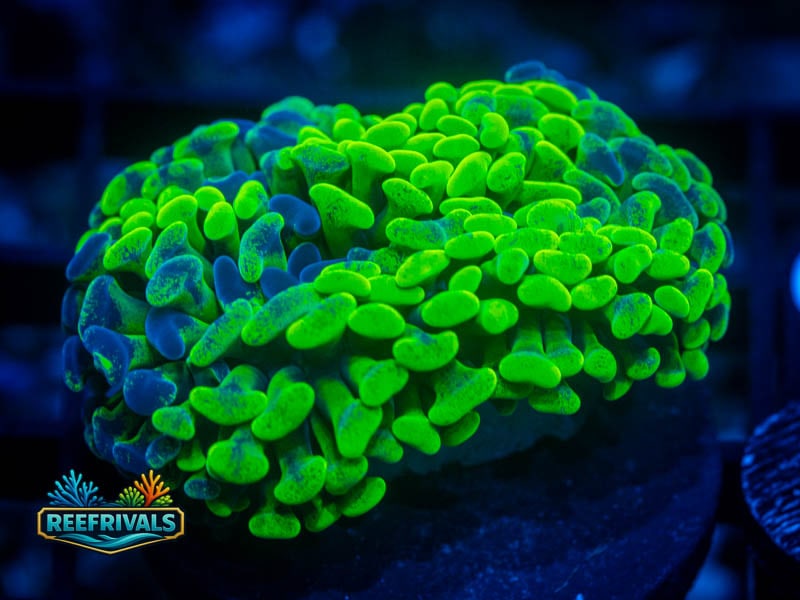 TG Insane Aussie Splatter Hammer WYSIWYG coral image | ReefRivals TG Insane Aussie Splatter Hammer coral image from ReefRivals, listed as Fimbriaphyllia ancora and Hammers