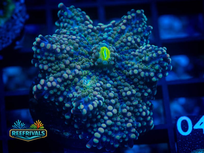 RVL Blue Haze Yuma Mushroom coral image from ReefRivals, listed as Ricordea yuma and Mushrooms