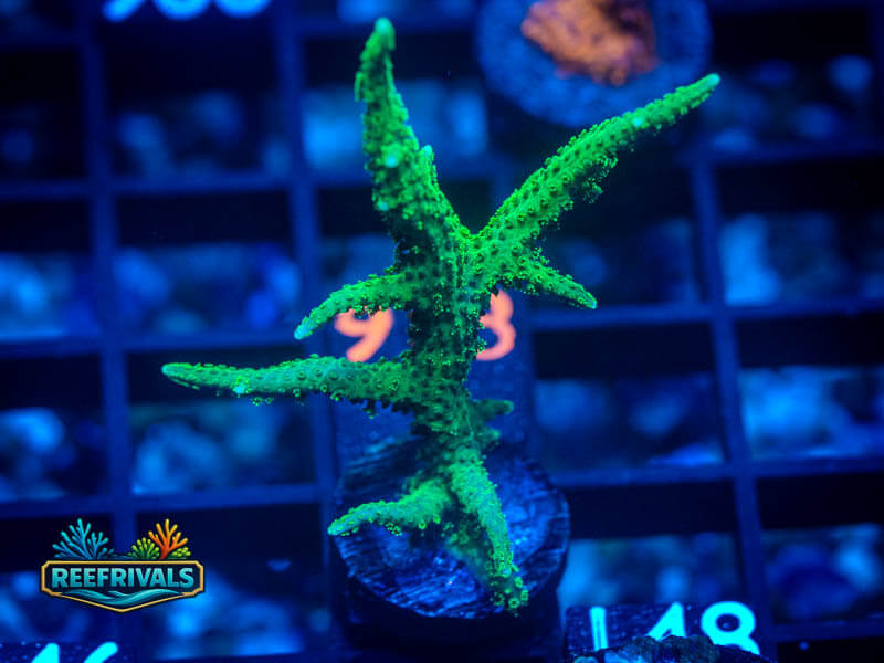 RVL Green Goblin Birdsnest coral image from ReefRivals, listed as Seriatopora sp. and SPS Branching