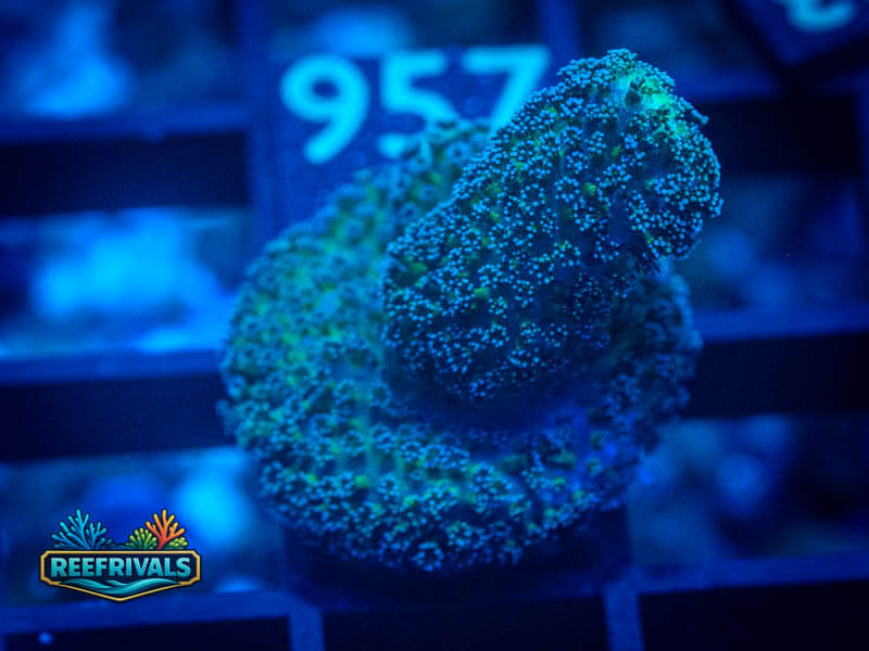 TSA Blueberry Stylo coral image from ReefRivals, listed as Stylophora sp. and Soft Coral
