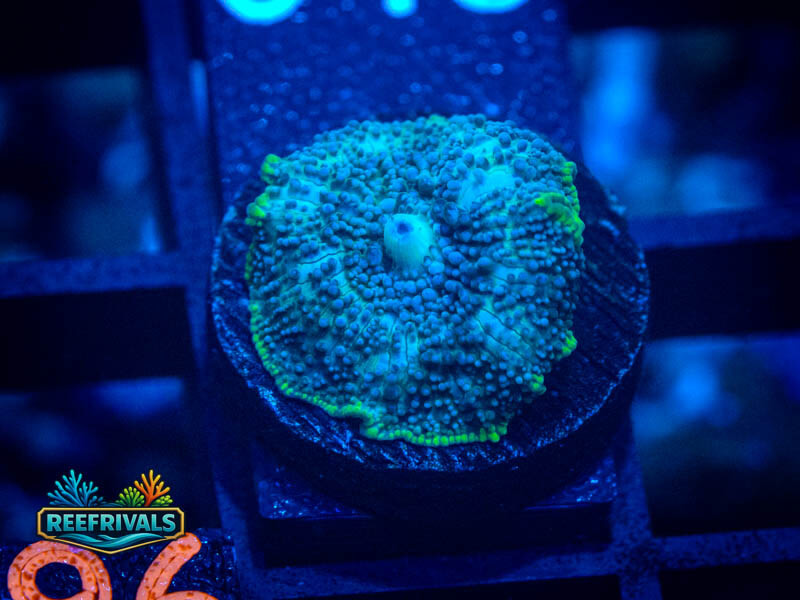 RVL Toxic Rim Mushroom coral image from ReefRivals, listed as Discosoma spp. and Mushrooms