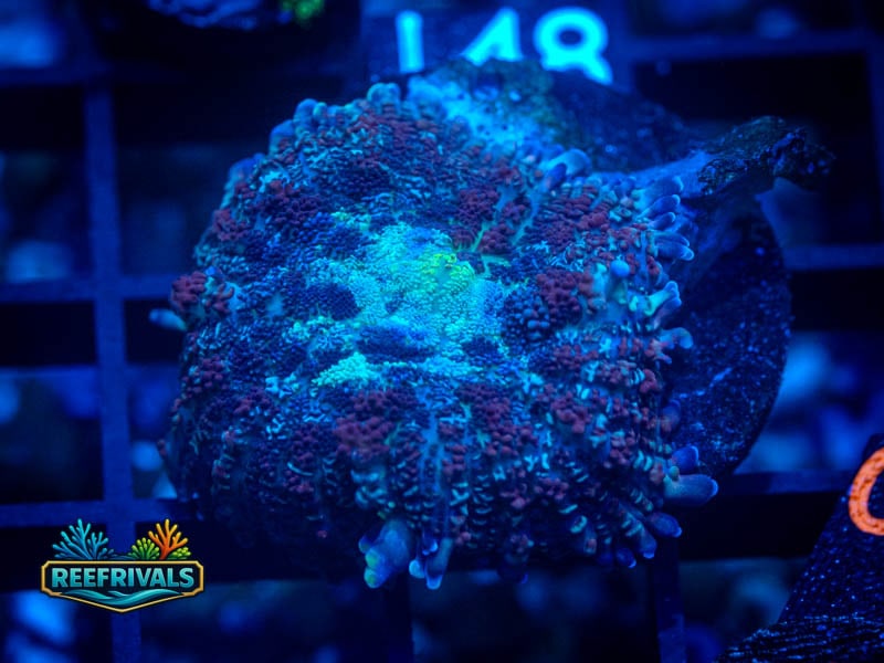 RVL Illenium Rhodactis Mushroom coral image from ReefRivals, listed as Rhodactis spp. and Mushrooms