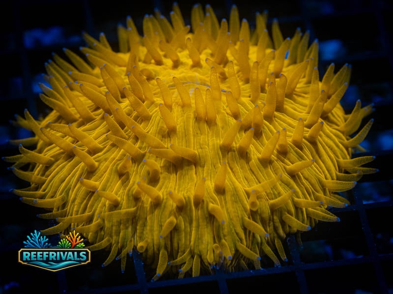 RVL Orange Dream Fungia coral image from ReefRivals, listed as Fungia sp. and LPS Fleshy
