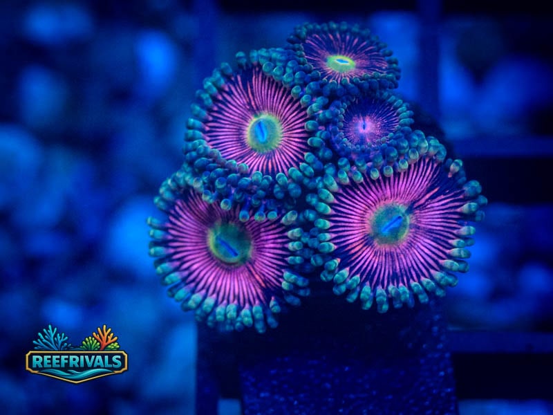 TG Cotton Candy Zoa coral image from ReefRivals, listed as Zoanthus sp. and Zoas