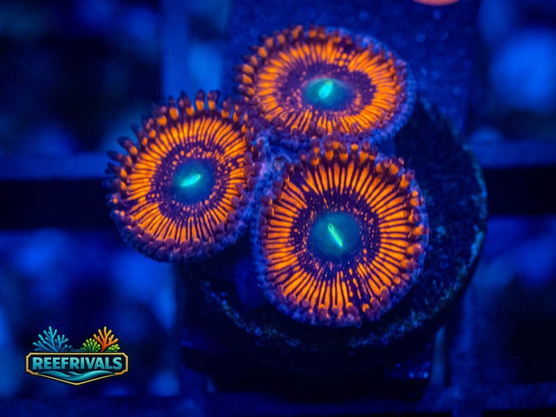 WWC Barlog Zoa coral image from ReefRivals, listed as Zoanthus sp. and Zoas