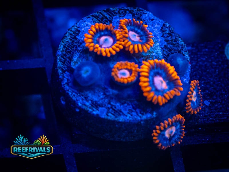 TG Blondie Zoa coral image from ReefRivals, listed as Zoanthus sp. and Zoas