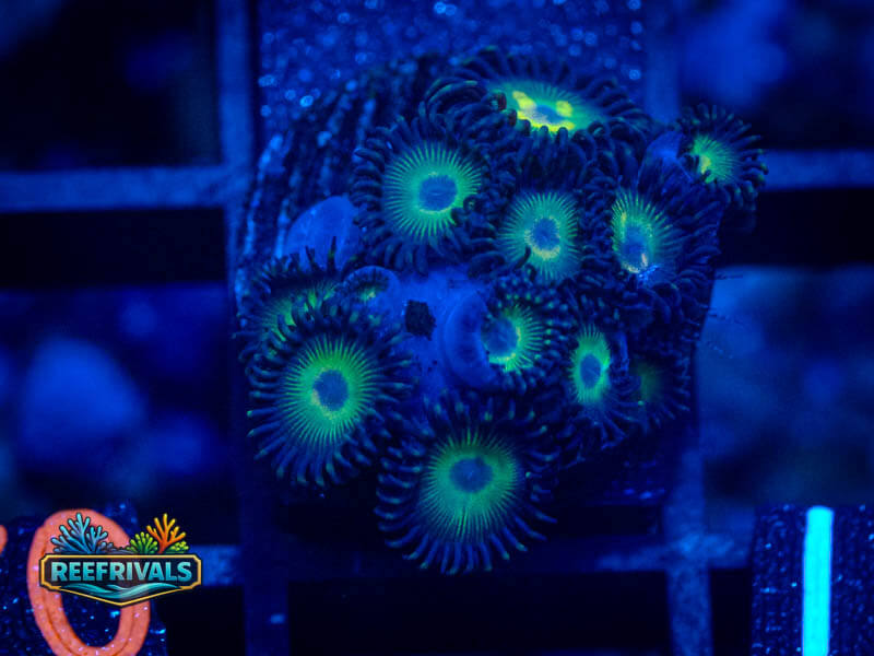 ECC bob Marley Zoa WYSIWYG coral image | ReefRivals ECC bob Marley Zoa coral image from ReefRivals, listed as Zoanthus sp. and Zoas