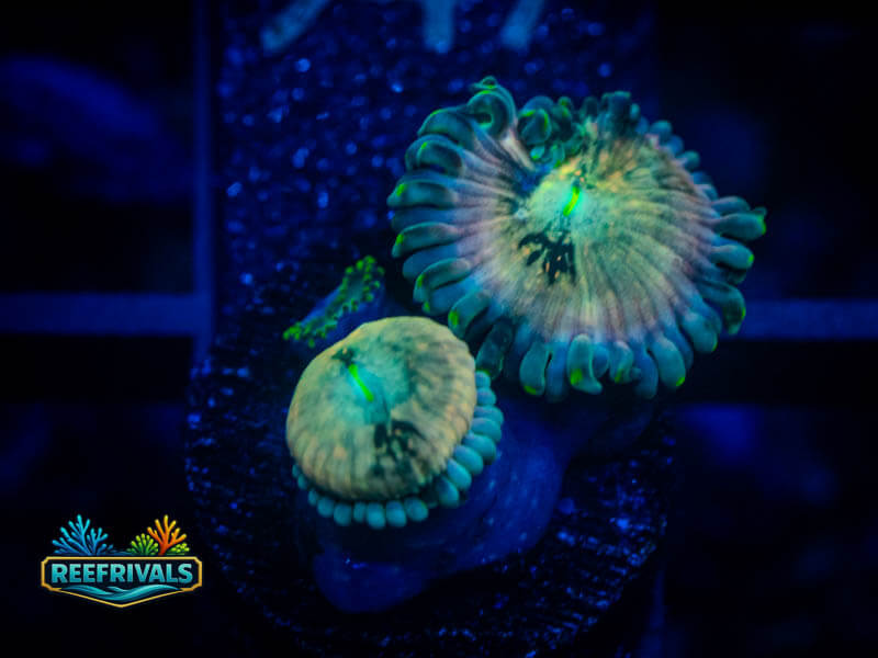 ECC Hawaiian Ding Dang Zoa coral image from ReefRivals, listed as Zoanthus sp. and Zoas