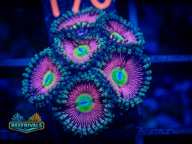 TG Cotton Candy Zoa coral image from ReefRivals, listed as Zoanthus sp. and Zoas