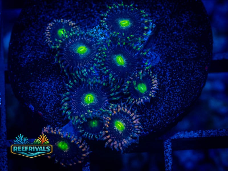 RS Radioactive Dragon Eye Zoa (9 Polyp) coral image from ReefRivals, listed as Zoanthus sp. and Zoas