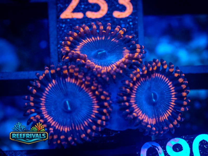 ECC Spiderman Zoa coral image from ReefRivals, listed as Zoanthus sp. and Zoas