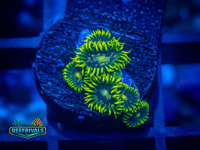 CA Blueberry Pie Zoa WYSIWYG coral image | ReefRivals CA Blueberry Pie Zoa coral image from ReefRivals, listed as Zoanthus sp. and Zoas