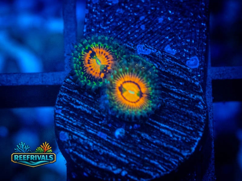 ECC Rainbow Incinerator Zoa coral image from ReefRivals, listed as Zoanthus sp. and Zoas