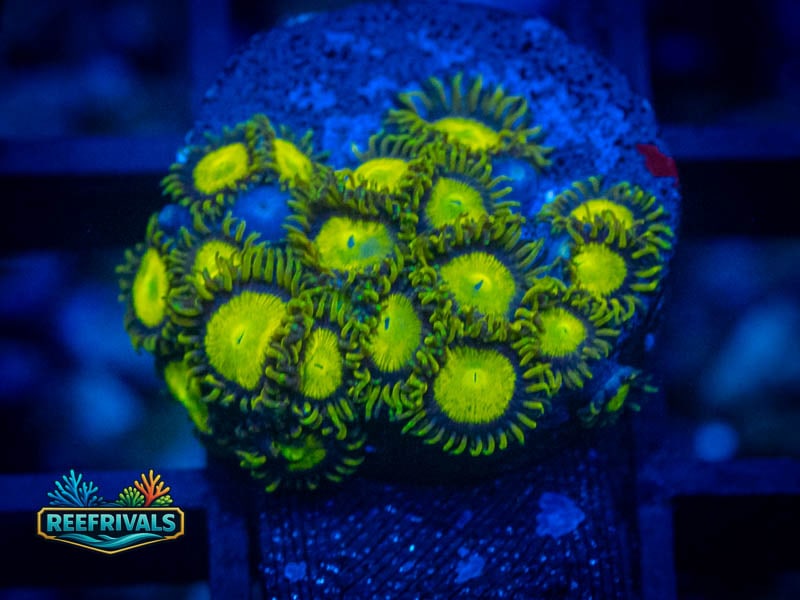 ECC King Midas Zoa coral image from ReefRivals, listed as Zoanthus sp. and Zoas