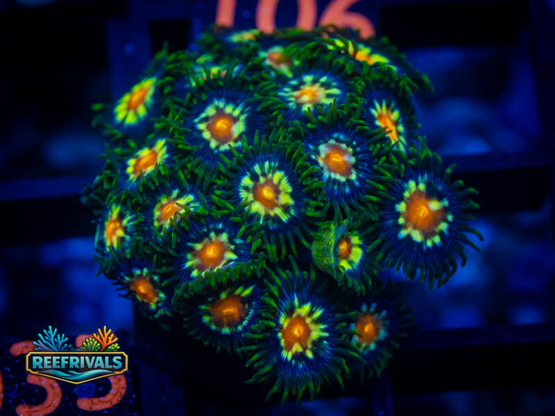 TSA Daisy Cutter Zoanthids coral image from ReefRivals, listed as Zoanthus sp. and Zoas