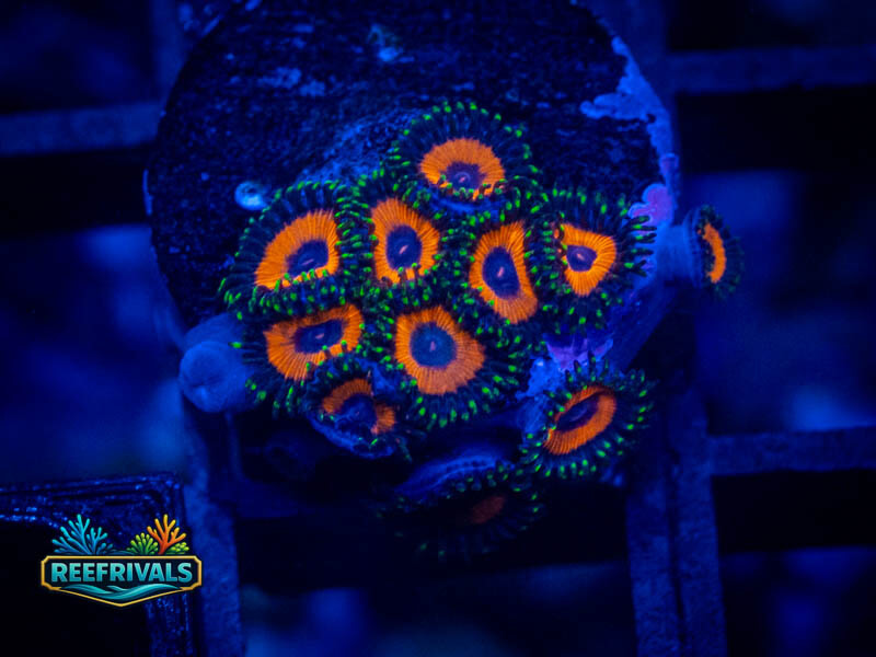 ECC Burning Suns Zoa WYSIWYG coral image | ReefRivals ECC Burning Suns Zoa coral image from ReefRivals, listed as Zoanthus sp. and Zoas