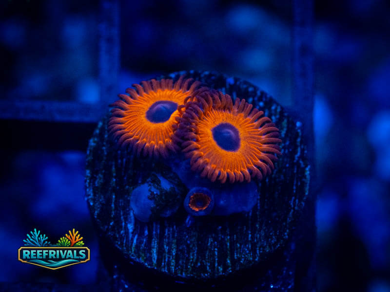 ECC Redbull Zoa coral image from ReefRivals, listed as Zoanthus sp. and Zoas