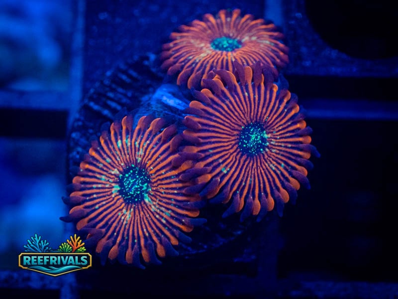 ECC Magician Zoa WYSIWYG coral image | ReefRivals ECC Magician Zoa coral image from ReefRivals, listed as Zoanthus sp. and Zoas