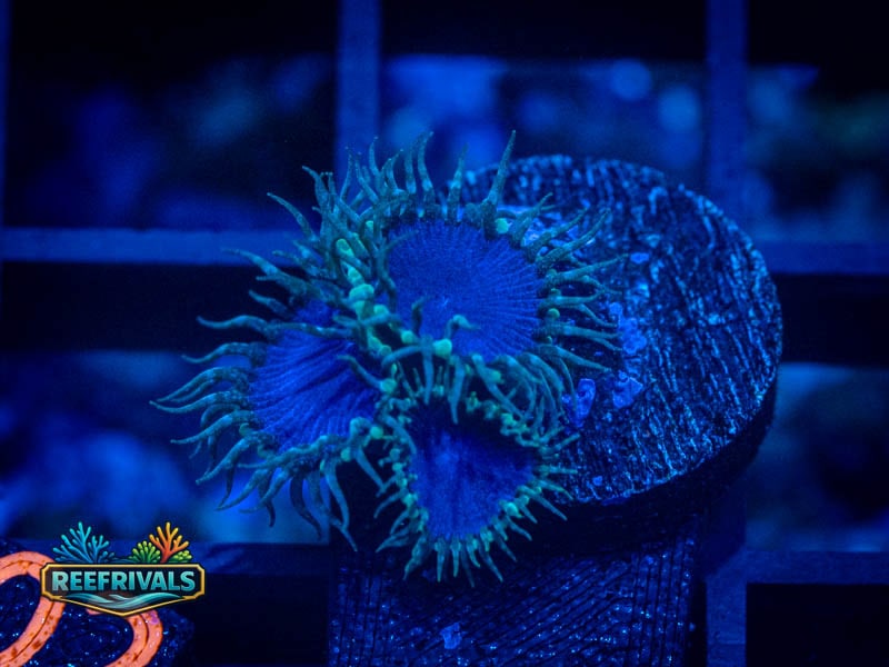 WWC Blue Death Palythoa coral image from ReefRivals, listed as Zoanthus sp. and Zoas