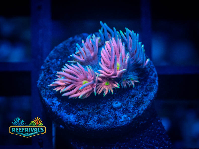TG Rainbow Dash Goni WYSIWYG coral image | ReefRivals TG Rainbow Dash Goni coral image from ReefRivals, listed as Goniopora sp. and Gonis