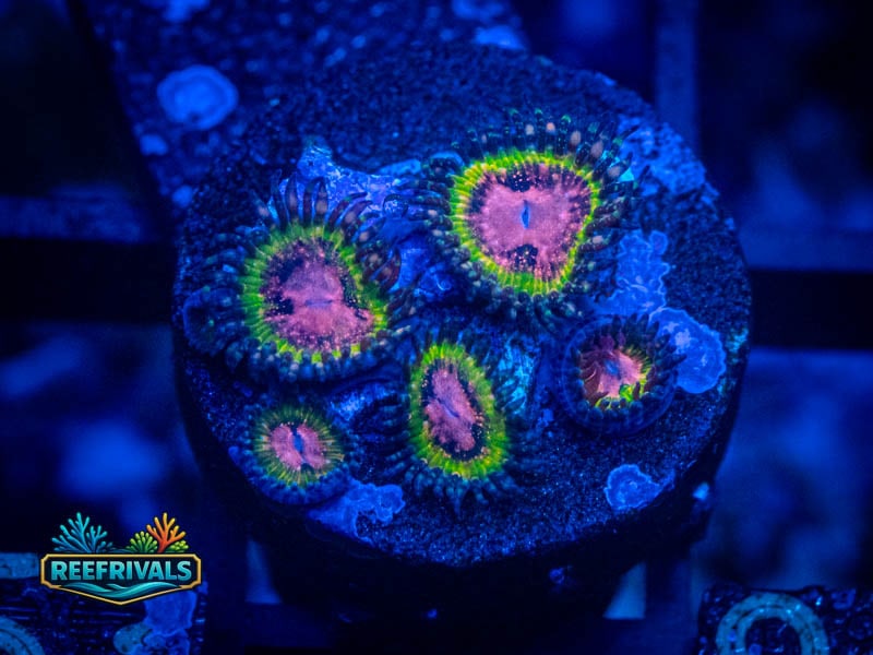 TG Awesome Blossom Zoa coral image from ReefRivals, listed as Zoanthus sp. and Zoas