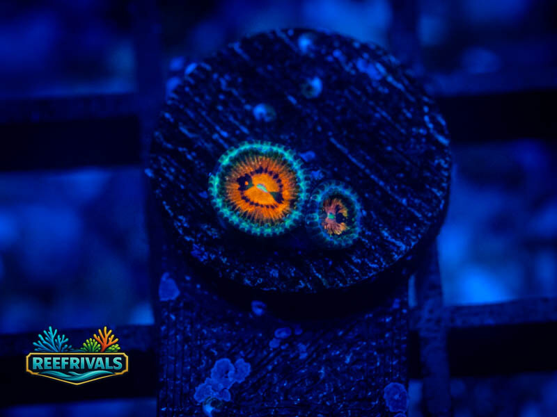 Rainbow Incinerator Zoa coral image from ReefRivals, listed as Zoanthus sp. and Zoas