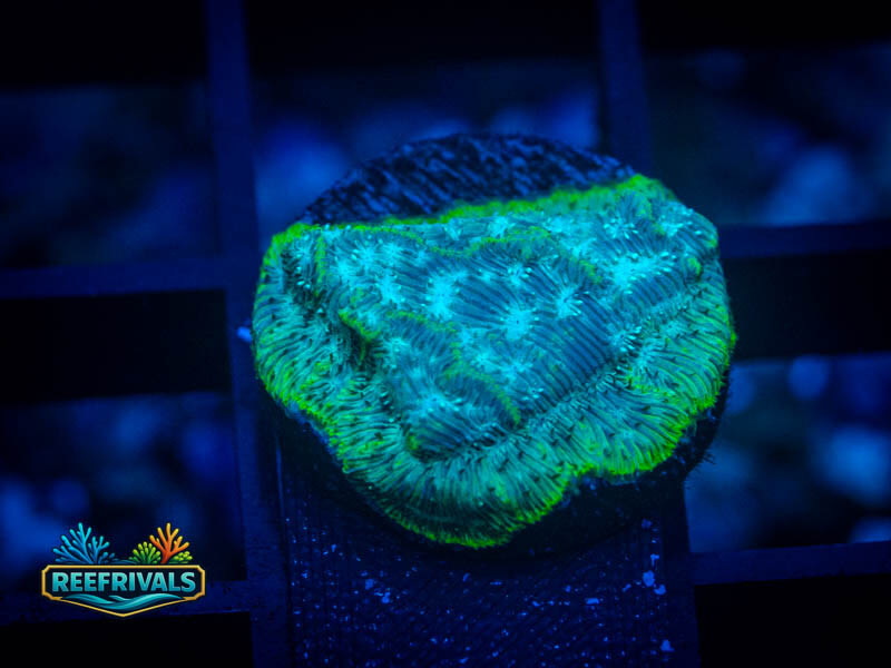 ARC Mr. Freeze Lepto coral image from ReefRivals, listed as Leptoseris sp. and Encrusting