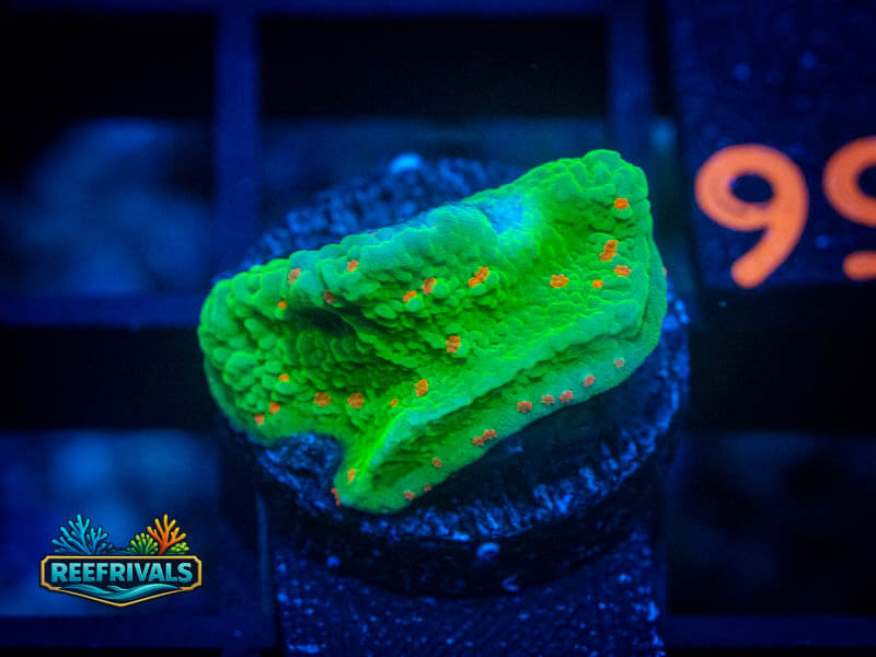 JF Seasons Greetings Monti coral image from ReefRivals, listed as Montipora sp. and Montis