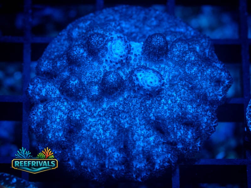 RC Blueberry Porites coral image from ReefRivals, listed as Porites sp. and SPS Branching