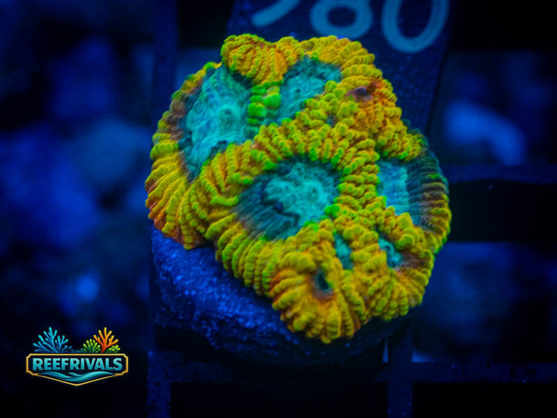 TG Yellow Submarine Favia coral image from ReefRivals, listed as Favia sp. and Favias