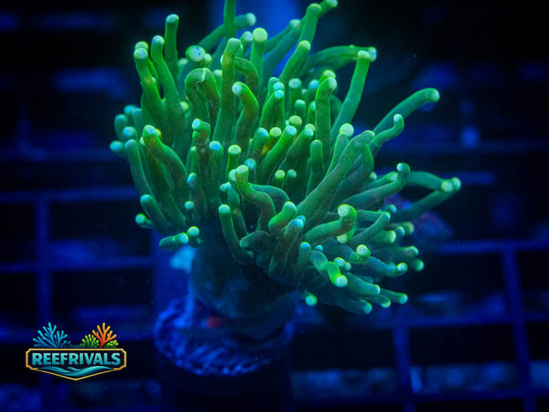 CA Indo Green Goblin Torch coral image from ReefRivals, listed as Euphyllia glabrescens and Torches